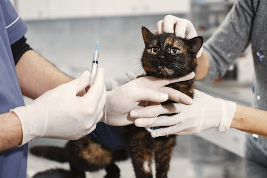 A veterinarian wearing gloves giving a vaccination to a cat in a clinic setting.